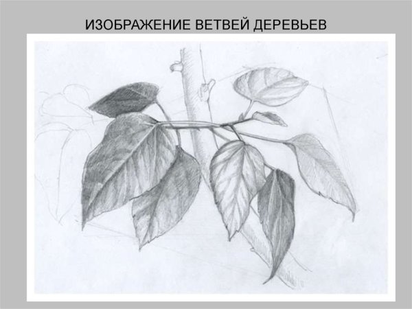 Листья карандашом