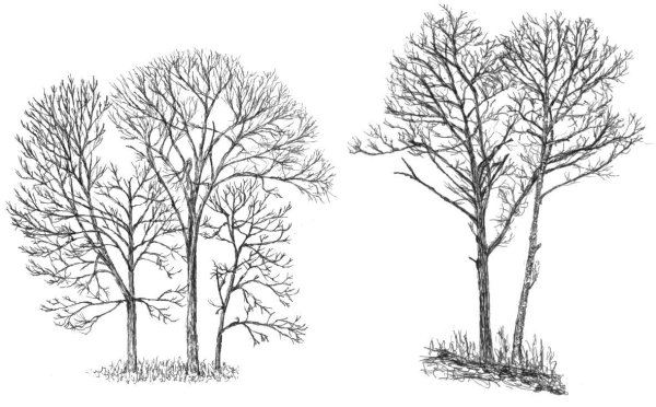 Дерево для рисования