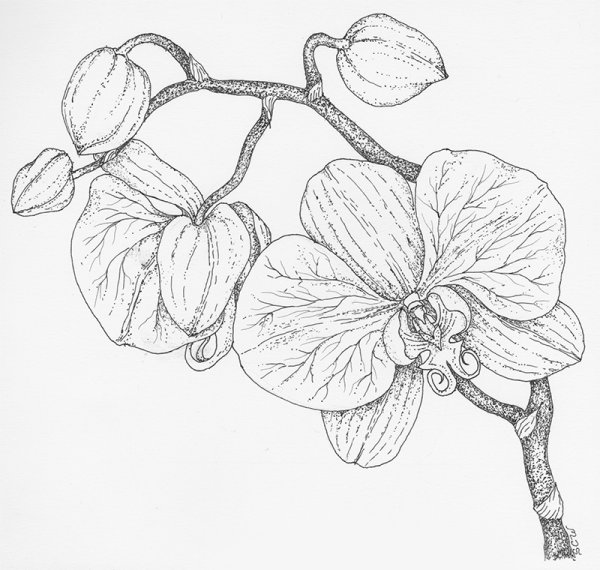 Орхидея карандашом