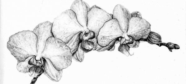 Ветка орхидеи эскиз