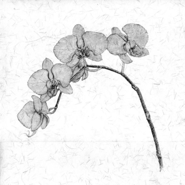 Орхидея карандашом
