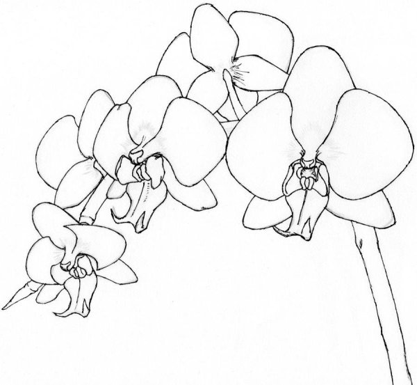 Эскиз орхидеи карандашом