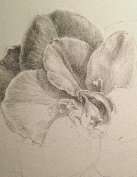 Цветы для срисовки цветные