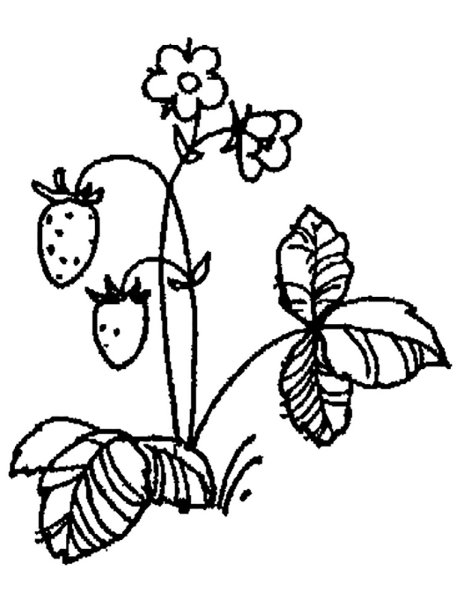 Раскраска "ягоды"