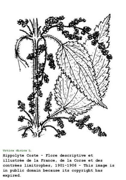 Крапива двудомная раскраска