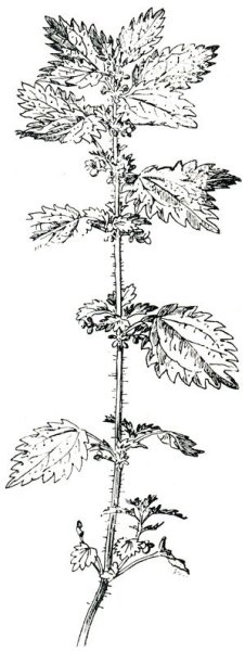 Крапива раскраска