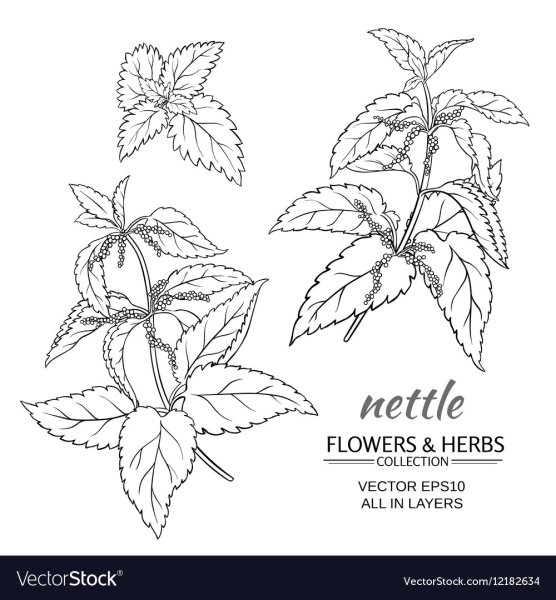 Крапива двудомная черно белая