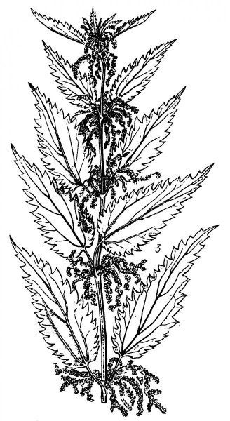 Листья крапивы двудомной