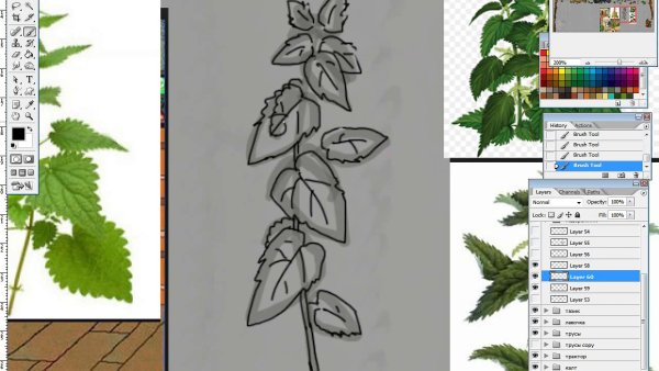 Крапива двудомная раскраска