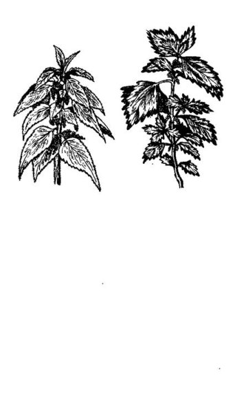 Крапива двудомная раскраска