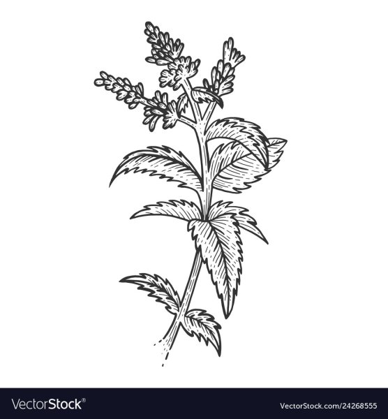 Крапива двудомная чб