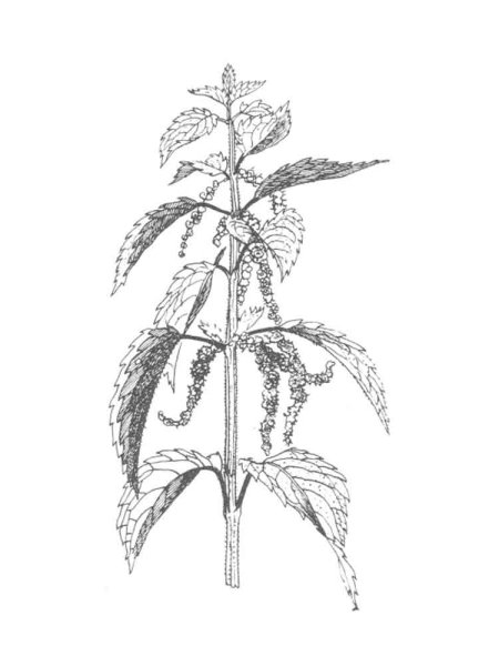 Крапива двудомная рисунок карандашом