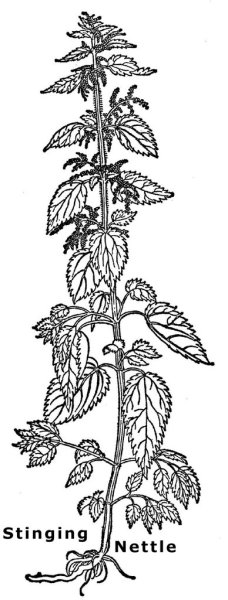 Крапива двудомная (Urtica dioica)