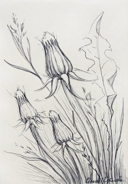 Зарисовки растений