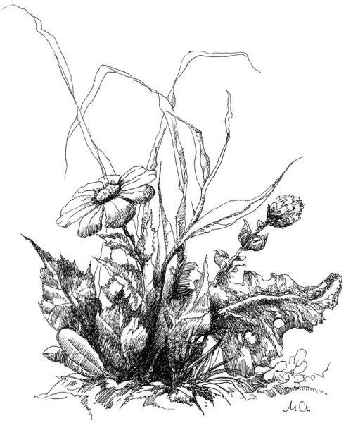 Зарисовки растений