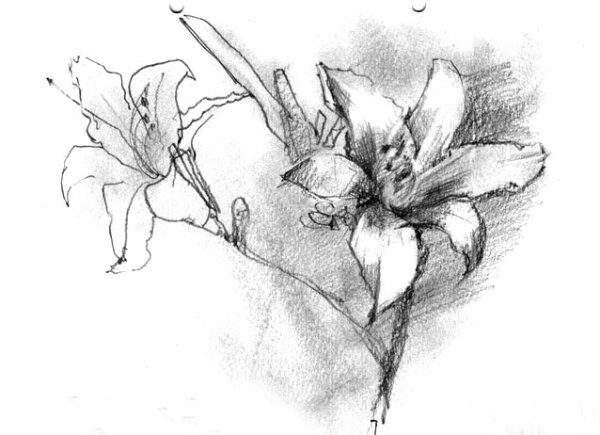 Наброски растений