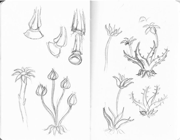 Зарисовки растений