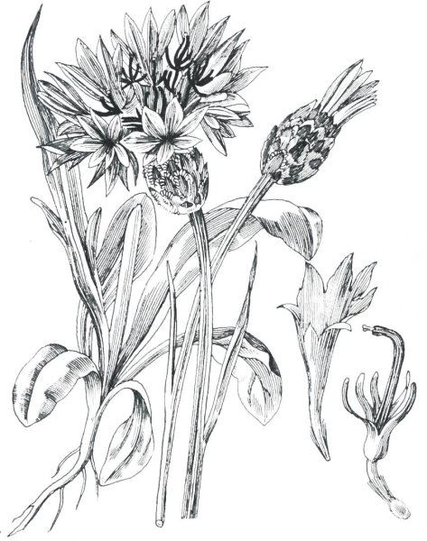 Рисунки растений