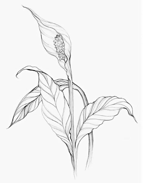 Спатифиллум зарисовка