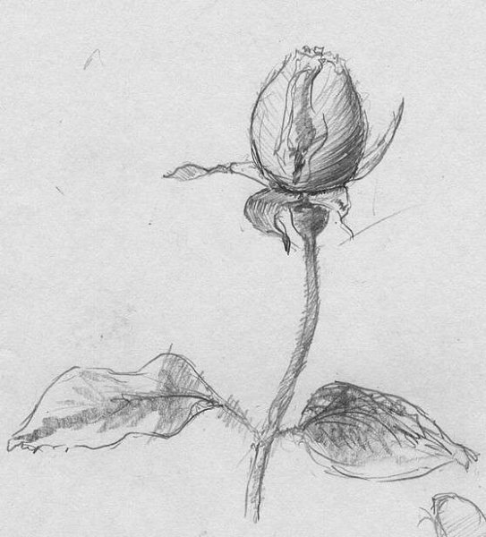 Цветы зарисовки карандашом