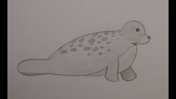 Тюлень рисунок карандашом простой