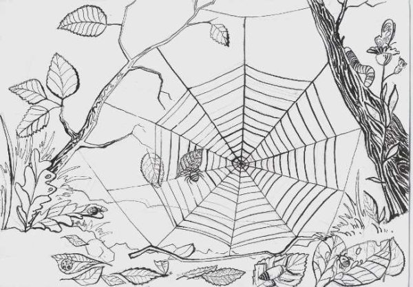 Разукрашка паук