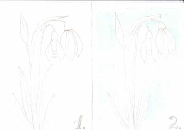 Подснежник рисунок карандашом