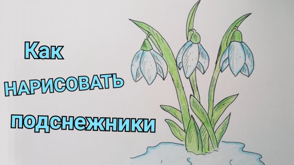 Подснежник для срисовки легко