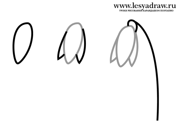 Подснежник плосколистный