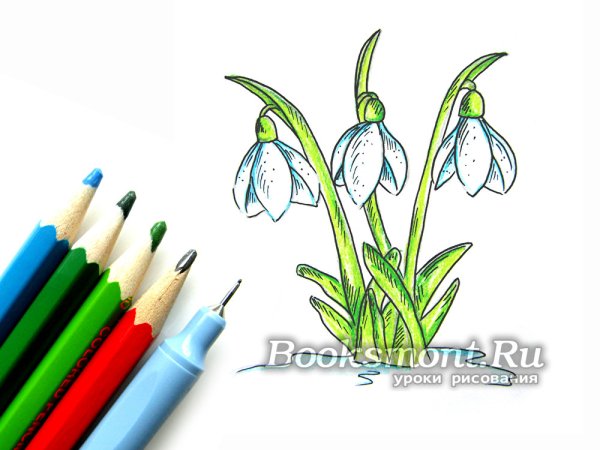 Подснежник рисунок карандашом