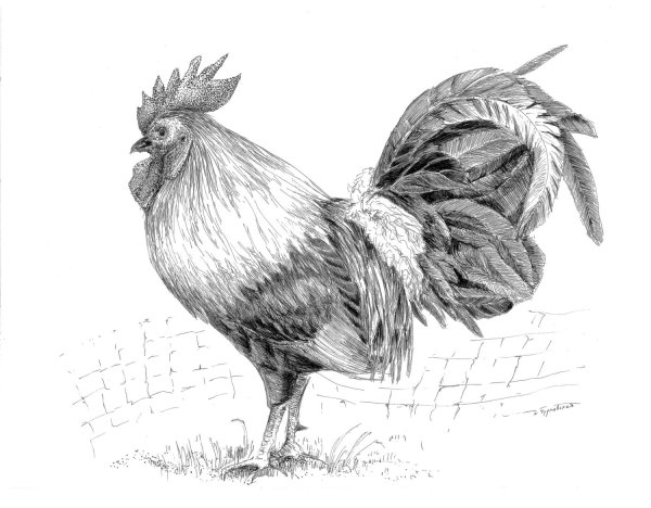 Петух набросок
