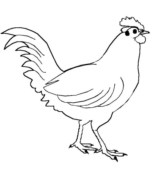 Куры раскраска для детей