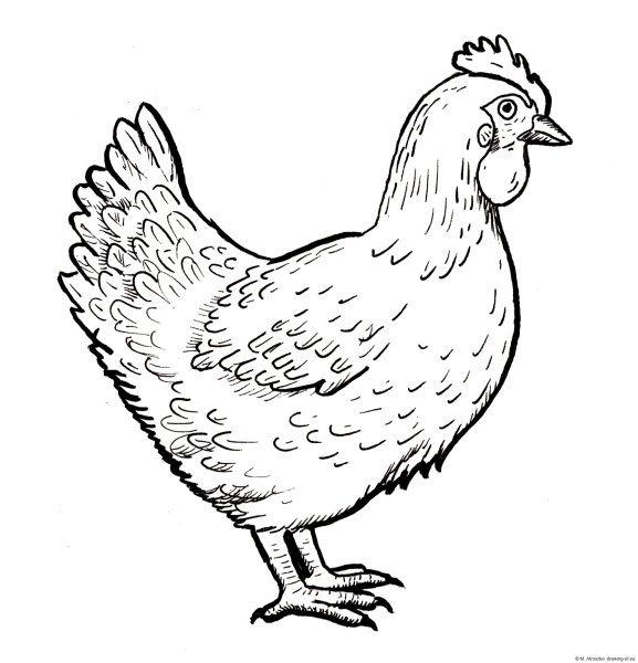 Курица для детей черно белая