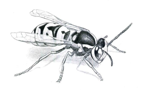 Шершень карандашом