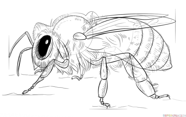 Медоносная пчела раскраска