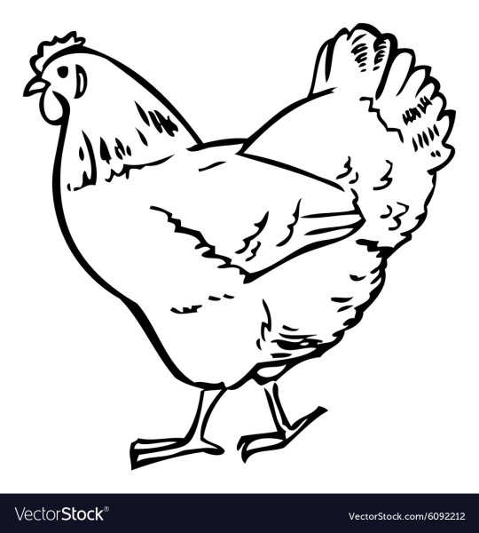 Курица легкий рисунок