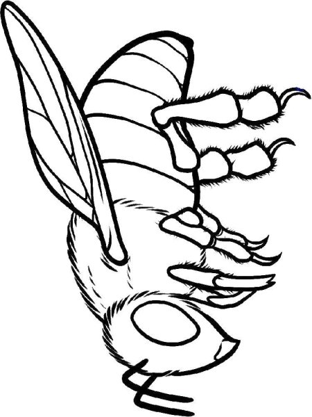 Пчела раскраска