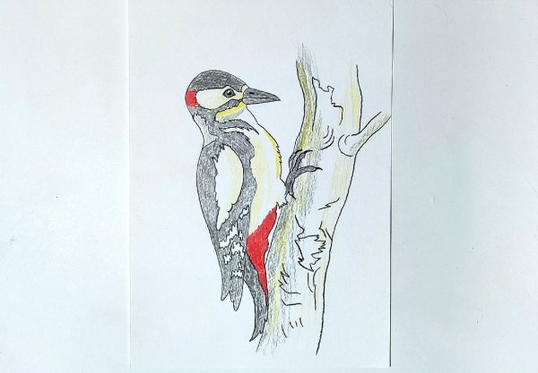 Рисование дятла