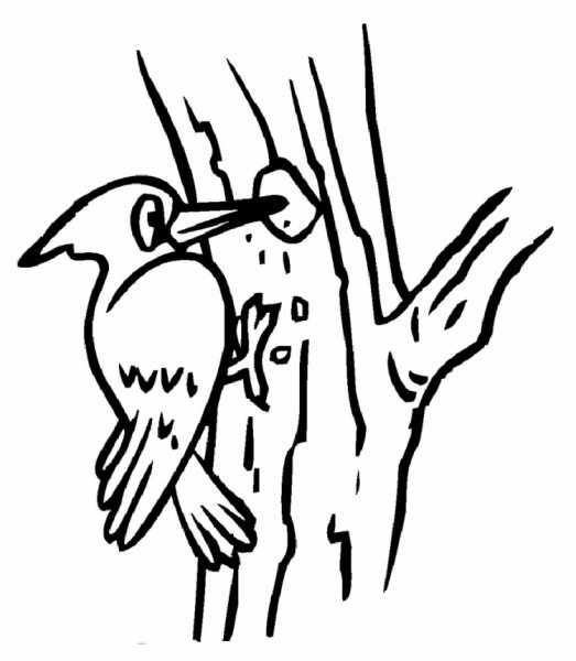 Дятел цветными карандашами