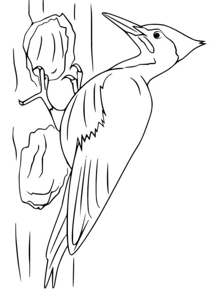 Рисование дятел старшая группа