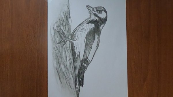 Рисование дятла