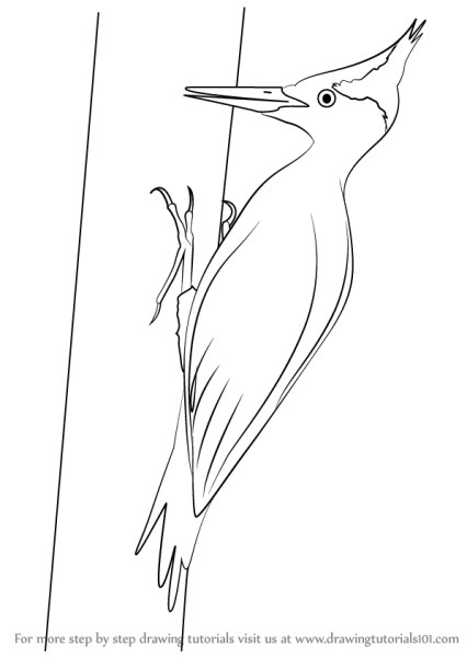 Дятел рисунок для детей