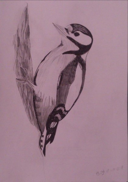 Дятел поэтапное рисование для детей