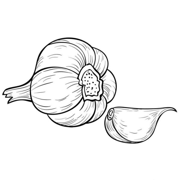 Чеснок раскраска