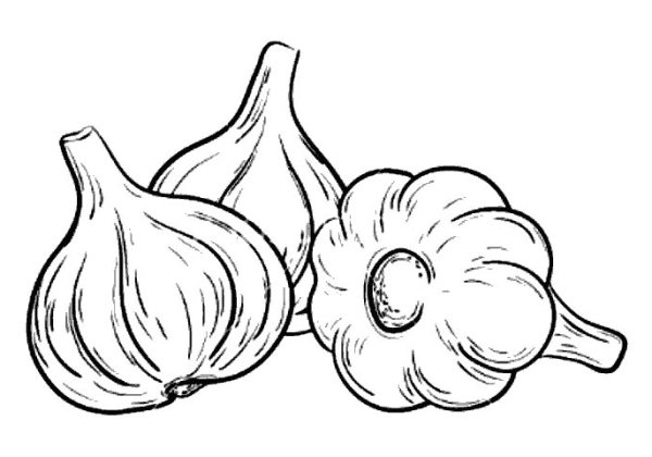 Чеснок раскраска для детей