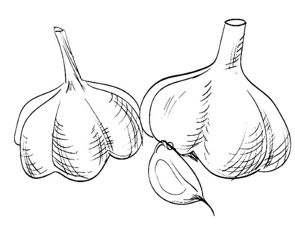 Чеснок акварелью