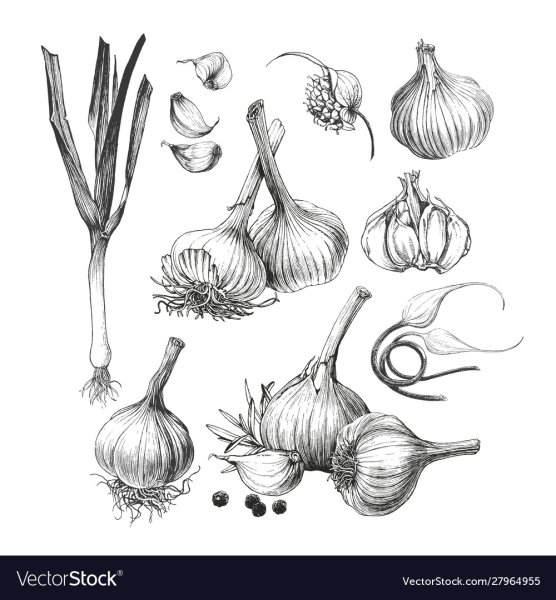 Чеснок контур