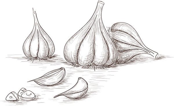 Чеснок для срисовки