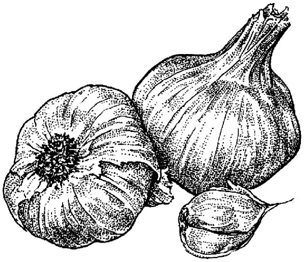 Чеснок раскраска для детей