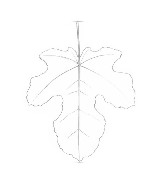 Лист дуба карандашом